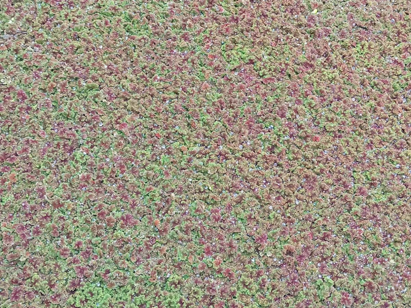 Feenmoos - Azolla mexicana